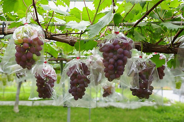 포토 JPG 주간 열매 과일 포장 자연 포도 비닐봉투 사람없음 야외 과수원 포도나무 제철 제철과일 국내포토 자연요소 식물 농업 봉투 과일나무 생태계 파일형식