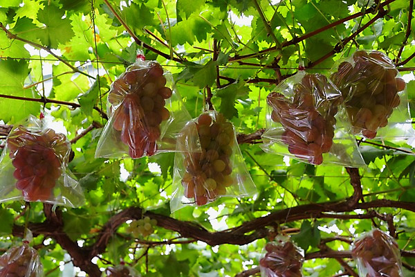 포토 JPG 주간 열매 과일 포장 자연 포도 비닐봉투 사람없음 야외 과수원 포도나무 제철 제철과일 국내포토 자연요소 식물 농업 봉투 과일나무 생태계 파일형식