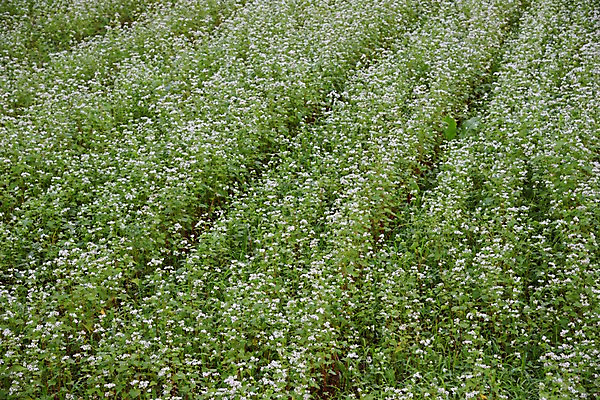포토 JPG 주간 백그라운드 꽃밭 자연 풍경 사람없음 야외 일본 사이타마 국내포토 자연요소 꽃 아시아 생태계 파일형식