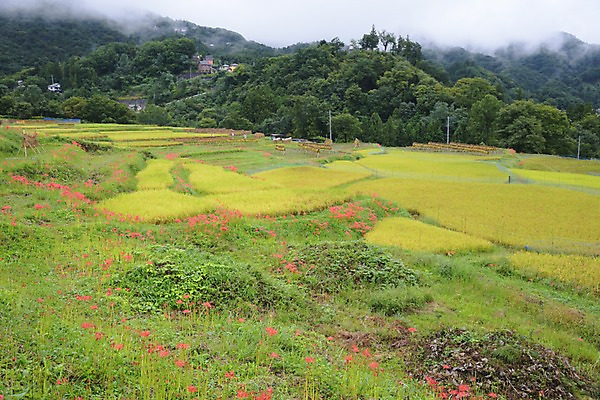포토 JPG 주간 나무 꽃 자연 논 풍경 사람없음 야외 농경지 일본 농촌 숲 사이타마 국내포토 자연요소 식물 아시아 농업 농장 시골 생태계 파일형식