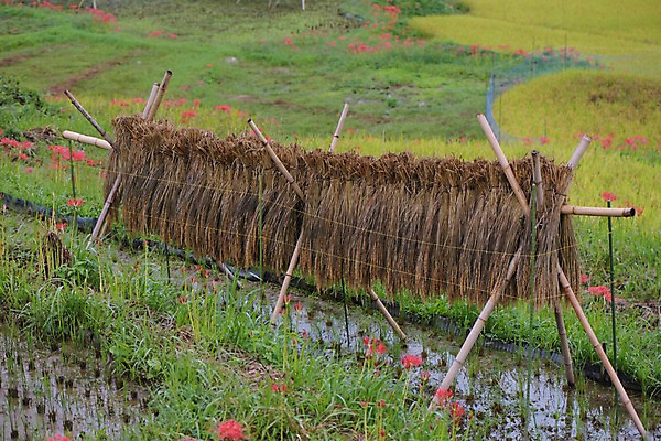 포토 JPG 주간 꽃 자연 건조 논 풍경 사람없음 야외 농경지 일본 볏집 사이타마 국내포토 자연요소 식물 아시아 농업 농장 생태계 파일형식