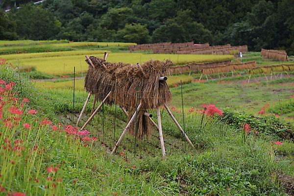 포토 JPG 주간 꽃 자연 건조 논 풍경 사람없음 야외 농경지 일본 볏집 사이타마 국내포토 자연요소 식물 아시아 농업 농장 생태계 파일형식