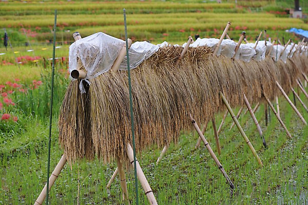 포토 JPG 주간 자연 건조 논 풍경 사람없음 야외 농경지 일본 볏집 사이타마 국내포토 자연요소 아시아 농업 농장 생태계 파일형식