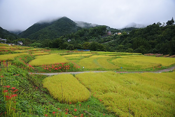 포토 JPG 주간 구름 꽃 자연 산 논 풍경 사람없음 야외 농경지 일본 농촌 사이타마 국내포토 자연요소 식물 아시아 농업 농장 시골 생태계 파일형식