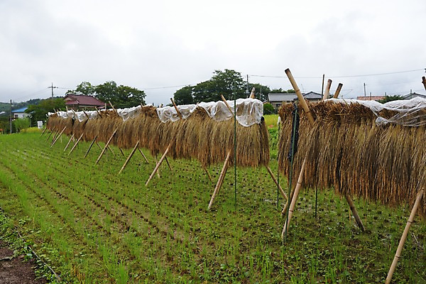 포토 JPG 주간 자연 건조 논 풍경 사람없음 야외 농경지 일본 농촌 볏집 사이타마 국내포토 자연요소 아시아 농업 농장 시골 생태계 파일형식