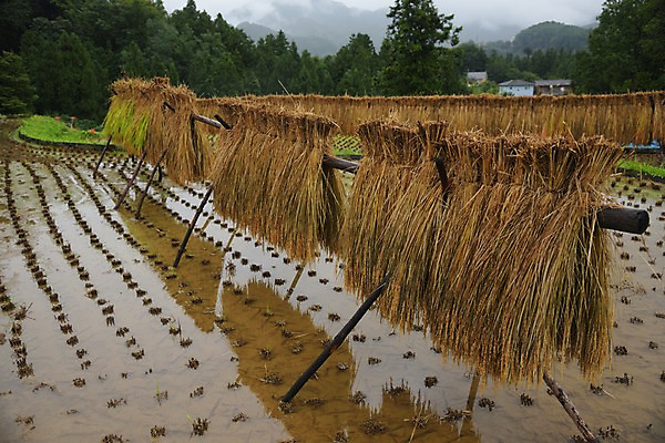 포토 JPG 주간 자연 건조 논 풍경 사람없음 야외 농경지 일본 볏집 사이타마 국내포토 자연요소 아시아 농업 농장 생태계 파일형식