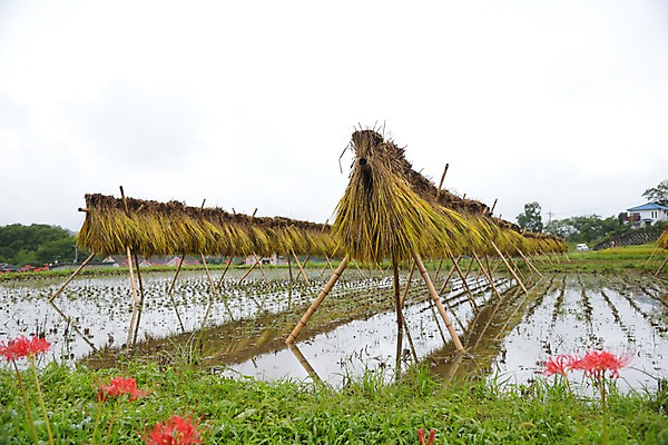 포토 JPG 주간 꽃 자연 건조 논 풍경 사람없음 야외 농경지 일본 볏집 사이타마 국내포토 자연요소 식물 아시아 농업 농장 생태계 파일형식