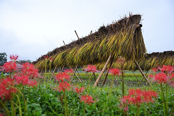 포토 JPG 주간 꽃 자연 건조 논 풍경 사람없음 야외 농경지 일본 볏집 사이타마 국내포토 자연요소 식물 아시아 농업 농장 생태계 파일형식