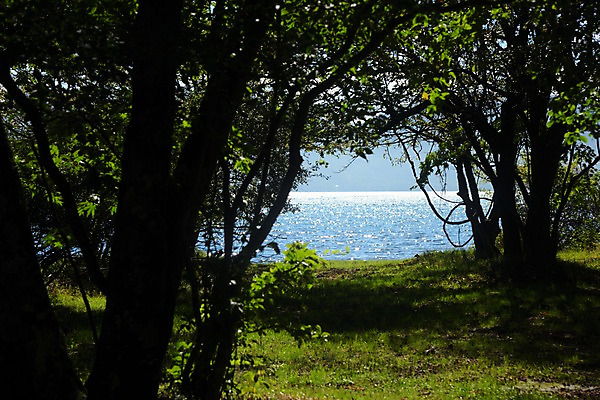 포토 JPG 주간 나무 호수 자연 풍경 사람없음 야외 일본 숲 도치기 국내포토 자연요소 식물 아시아 생태계 파일형식