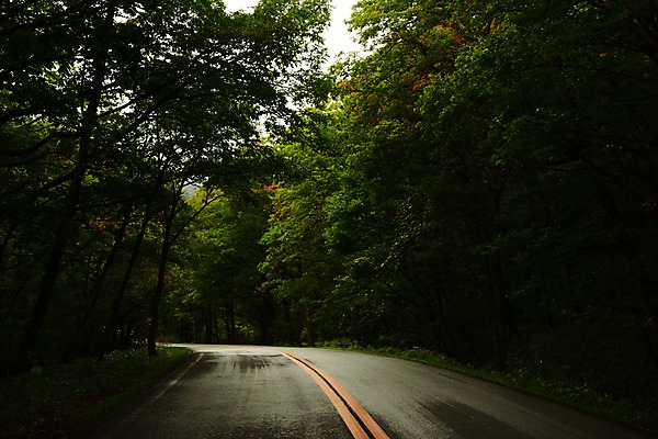 포토 JPG 주간 나무 도로 자연 풍경 사람없음 야외 일본 원근감 숲 도치기 국내포토 자연요소 식물 아시아 길 뷰포인트 교통시설 생태계 파일형식