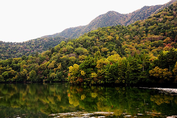 포토 JPG 주간 나무 호수 단풍 자연 산 물그림자 풍경 사람없음 야외 일본 가을 도치기 국내포토 자연요소 식물 계절 아시아 잎 그림자 생태계 파일형식