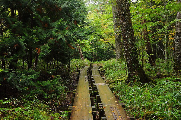 포토 JPG 주간 나무 자연 풍경 사람없음 야외 일본 산책로 숲 나무다리 도치기 국내포토 자연요소 식물 아시아 길 다리_건축물 생태계 파일형식