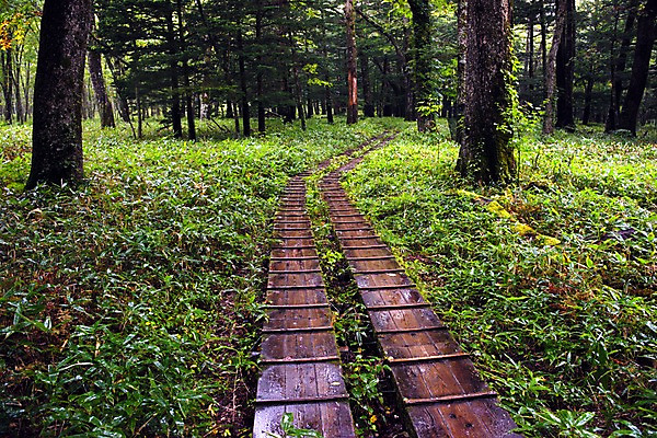 포토 JPG 주간 나무 자연 풍경 사람없음 야외 일본 산책로 숲 나무다리 도치기 국내포토 자연요소 식물 아시아 길 다리_건축물 생태계 파일형식