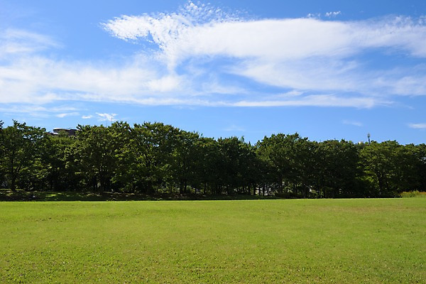 포토 JPG 주간 나무 구름 공원 자연 하늘 풍경 잔디 사람없음 야외 일본 맑음 도쿄 숲 국내포토 자연요소 식물 공공시설 아시아 날씨 생태계 파일형식