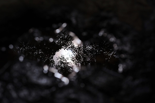 포토 JPG 주간 자연 나뭇잎 물그림자 사람없음 야외 아웃포커스 일본 도쿄 세타가야 국내포토 자연요소 아시아 잎 촬영기법 그림자 생태계 파일형식