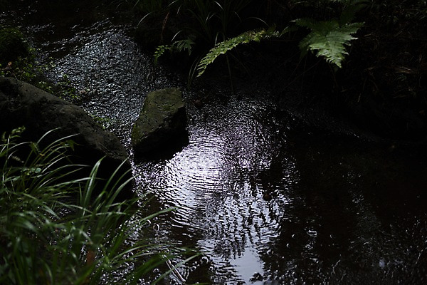 포토 JPG 주간 자연 사람없음 야외 계곡 일본 바위 풀 도쿄 세타가야 국내포토 자연요소 식물 아시아 돌_바위 생태계 파일형식