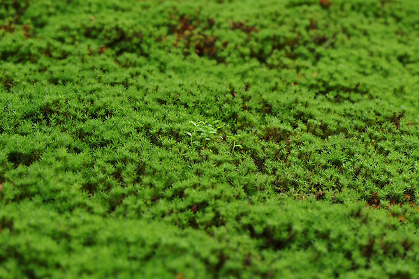 포토 JPG 주간 백그라운드 자연 이끼 사람없음 야외 아웃포커스 초록색 일본 효고 국내포토 자연요소 아시아 컬러 촬영기법 생태계 파일형식