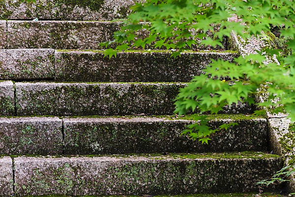 포토 JPG 주간 단풍 이끼 사람없음 야외 아웃포커스 계단 일본 효고 국내포토 자연요소 아시아 잎 촬영기법 파일형식