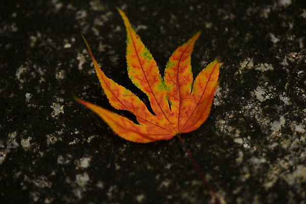 포토 JPG 주간 단풍 자연 근접촬영 사람없음 야외 아웃포커스 일본 가을 효고 국내포토 자연요소 계절 아시아 뷰포인트 잎 촬영기법 생태계 파일형식