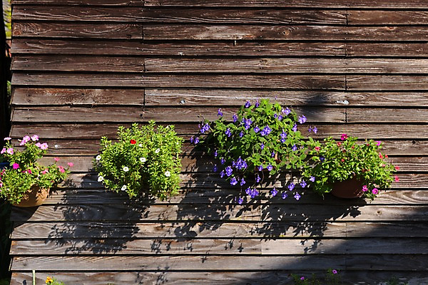 포토 JPG 주간 꽃 화분 자연 사람없음 야외 목재 행잉플랜트 국내포토 자연요소 나무 식물 재료 생태계 파일형식