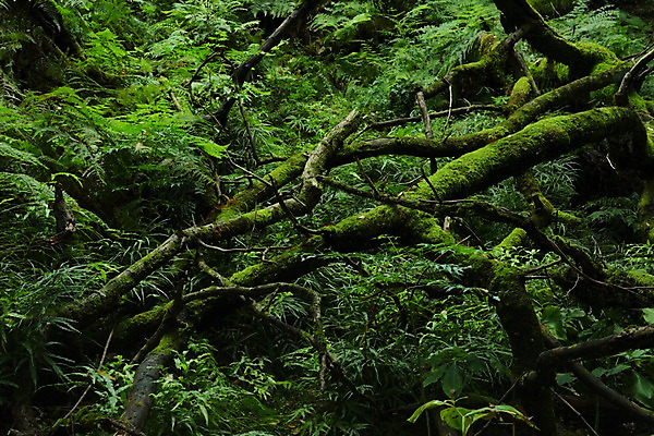 포토 JPG 주간 나무 자연 이끼 사람없음 야외 초록색 일본 숲 효고 국내포토 자연요소 식물 아시아 컬러 생태계 파일형식