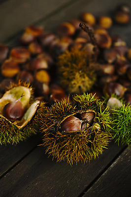 포토 JPG 주간 열매 근접촬영 사람없음 야외 아웃포커스 밤 밤송이 나가노 국내포토 자연요소 식물 뷰포인트 촬영기법 일본 견과류 밤_견과류 파일형식