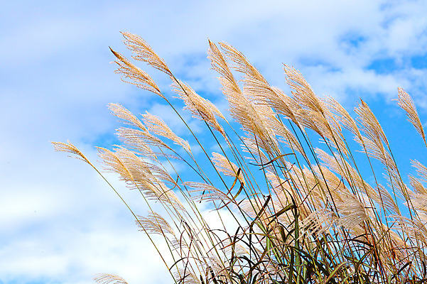 포토 JPG 주간 구름 자연 하늘 갈대 풍경 사람없음 야외 일본 가을 나가노 국내포토 자연요소 식물 계절 아시아 생태계 파일형식