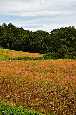 포토 JPG 주간 나무 구름 꽃밭 자연 하늘 풍경 사람없음 야외 일본 숲 나가노 국내포토 자연요소 식물 꽃 아시아 생태계 파일형식