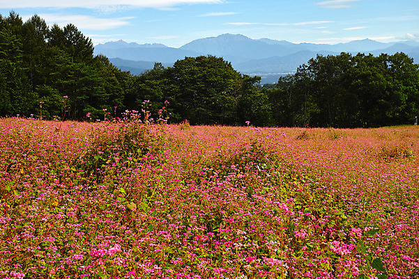 포토 JPG 주간 나무 구름 분홍색 꽃밭 자연 하늘 산 풍경 사람없음 야외 일본 숲 나가노 국내포토 자연요소 식물 꽃 아시아 컬러 생태계 파일형식