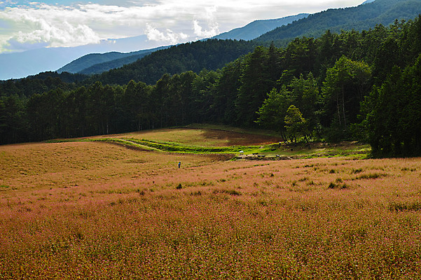 포토 JPG 주간 나무 구름 자연 하늘 산 풍경 사람없음 야외 일본 숲 나가노 국내포토 자연요소 식물 아시아 생태계 파일형식