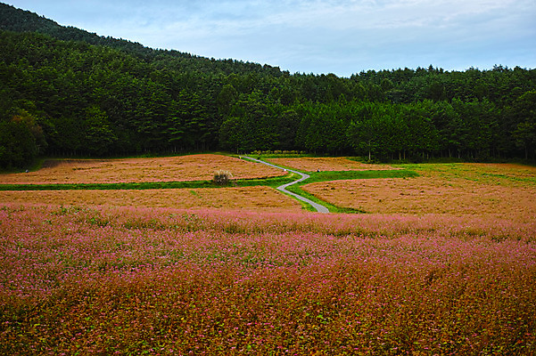 포토 JPG 주간 나무 구름 자연 하늘 산 풍경 사람없음 야외 일본 오솔길 나가노 국내포토 자연요소 식물 아시아 길 생태계 파일형식