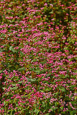 포토 JPG 주간 분홍색 꽃밭 자연 풍경 사람없음 야외 아웃포커스 일본 나가노 국내포토 자연요소 꽃 아시아 컬러 촬영기법 생태계 파일형식