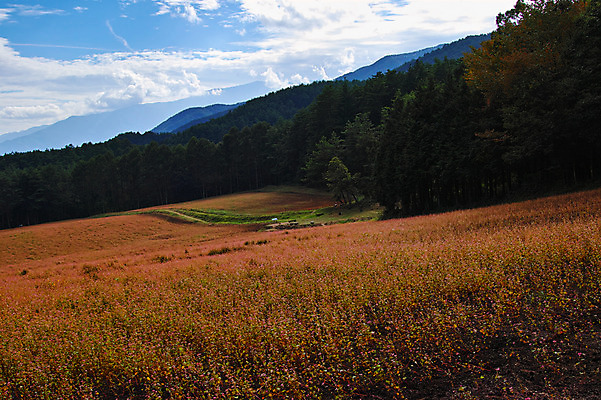 포토 JPG 주간 나무 구름 꽃밭 자연 하늘 산 풍경 사람없음 야외 일본 숲 나가노 국내포토 자연요소 식물 꽃 아시아 생태계 파일형식