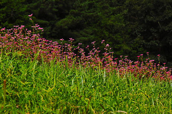 포토 JPG 주간 꽃밭 자연 풍경 사람없음 야외 일본 풀 나가노 국내포토 자연요소 식물 꽃 아시아 생태계 파일형식