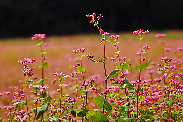 포토 JPG 주간 분홍색 꽃밭 자연 풍경 사람없음 야외 아웃포커스 일본 나가노 국내포토 자연요소 꽃 아시아 컬러 촬영기법 생태계 파일형식