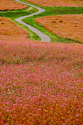 포토 JPG 주간 꽃밭 자연 풍경 사람없음 야외 일본 커브길 오솔길 나가노 국내포토 자연요소 꽃 아시아 도로 길 생태계 파일형식