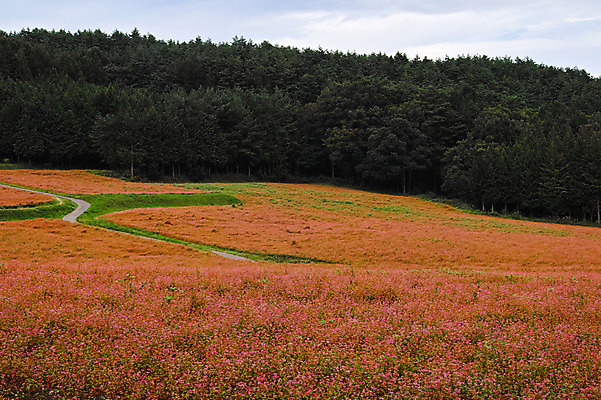 포토 JPG 주간 나무 꽃밭 자연 풍경 사람없음 야외 일본 숲 오솔길 나가노 국내포토 자연요소 식물 꽃 아시아 길 생태계 파일형식