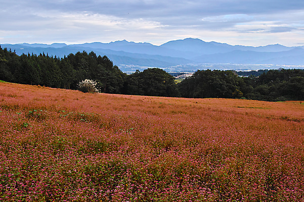 포토 JPG 주간 구름 꽃밭 자연 하늘 산 풍경 사람없음 야외 일본 나가노 국내포토 자연요소 꽃 아시아 생태계 파일형식