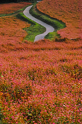 포토 JPG 주간 꽃밭 자연 풍경 사람없음 야외 일본 커브길 오솔길 나가노 국내포토 자연요소 꽃 아시아 도로 길 생태계 파일형식