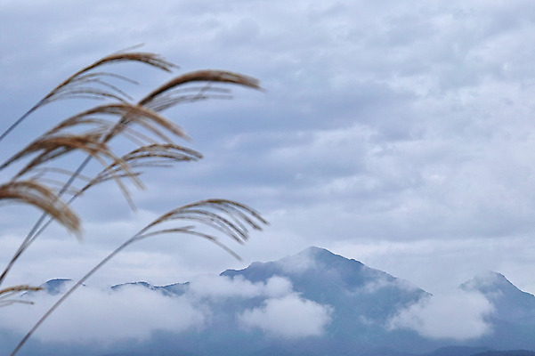 포토 JPG 주간 구름 자연 하늘 산 갈대 풍경 사람없음 야외 아웃포커스 일본 가을 야마나시 국내포토 자연요소 식물 계절 아시아 촬영기법 생태계 파일형식