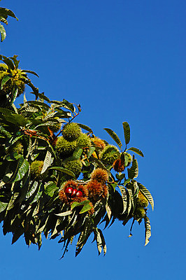 포토 자연요소 나무 식물 잎 밤_견과류 생태계 파일형식 하늘 밤나무 나뭇잎 열매 밤송이 JPG 자연 사람없음 주간 야외 국내포토 견과류