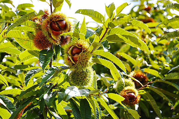 포토 JPG 주간 열매 자연 나뭇잎 사람없음 야외 밤 밤나무 국내포토 자연요소 나무 식물 잎 견과류 밤_견과류 생태계 파일형식