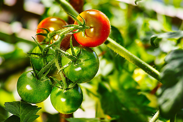 포토 JPG 주간 열매 방울토마토 자연 근접촬영 사람없음 야외 아웃포커스 국내포토 자연요소 식물 뷰포인트 토마토 촬영기법 생태계 파일형식