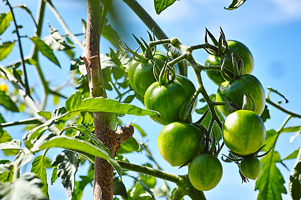 포토 JPG 주간 열매 방울토마토 자연 근접촬영 사람없음 야외 아웃포커스 초록색 국내포토 자연요소 식물 뷰포인트 컬러 토마토 촬영기법 생태계 파일형식