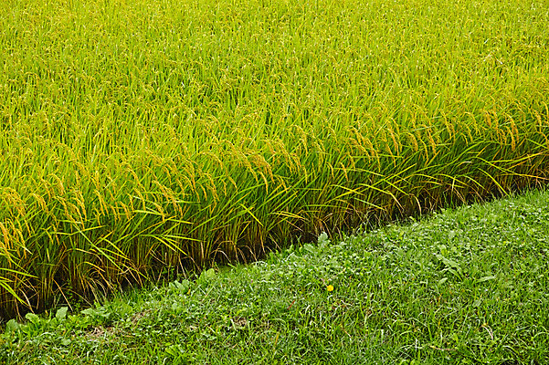 포토 JPG 주간 자연 논 풍경 사람없음 야외 초록색 농경지 일본 벼 벼농사 야마나시 국내포토 자연요소 아시아 컬러 농업 곡류 농장 농사 생태계 파일형식