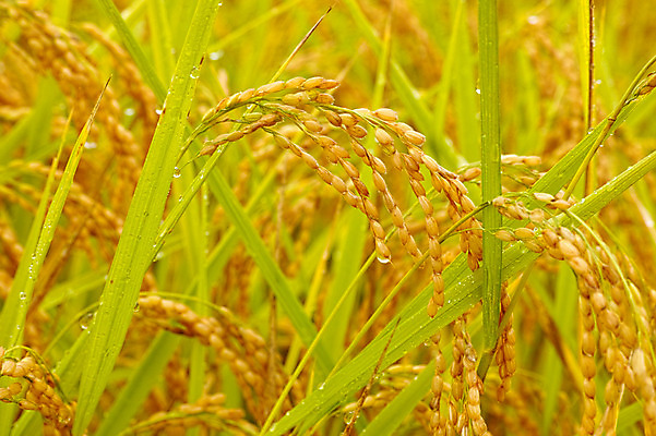 포토 JPG 주간 자연 논 근접촬영 사람없음 야외 아웃포커스 농경지 일본 벼 물방울 이삭 벼농사 무르익은 야마나시 국내포토 자연요소 아시아 뷰포인트 농업 곡류 촬영기법 농장 농사 생태계 파일형식