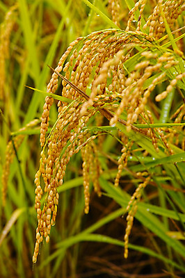 포토 JPG 주간 자연 논 근접촬영 사람없음 야외 아웃포커스 농경지 일본 벼 이삭 벼농사 무르익은 야마나시 국내포토 자연요소 아시아 뷰포인트 농업 곡류 촬영기법 농장 농사 생태계 파일형식