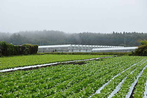 포토 JPG 주간 자연 풍경 사람없음 야외 농경지 일본 농촌 배추 비닐하우스 배추밭 흐림 야마나시 국내포토 자연요소 아시아 밭 농업 채소 날씨 농장 시골 생태계 파일형식