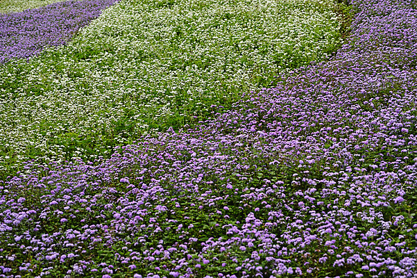 포토 자연요소 꽃 아시아 일본 생태계 파일형식 꽃밭 JPG 자연 풍경 사람없음 주간 야외 야마나시 국내포토