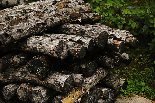 포토 JPG 주간 자연 사람없음 야외 쌓기 일본 통나무 적재 야마나시 국내포토 자연요소 나무 아시아 모션 생태계 파일형식